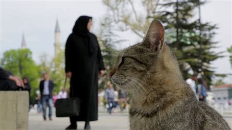 Trkiye yapm animasyon filmi olan Kt Kedi erafettin usta isimler olan Uur Ycel (erafettin) , Demet Evgar (Tacettin) gibi isimler rol almlardr. . Kedi filmi istanbul izle